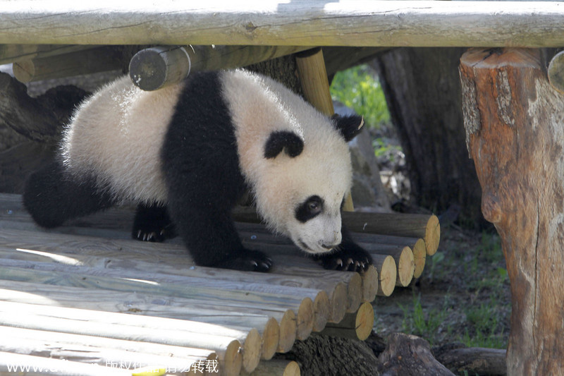 Panda Xing Bao on official presentation at Madrid Zoo