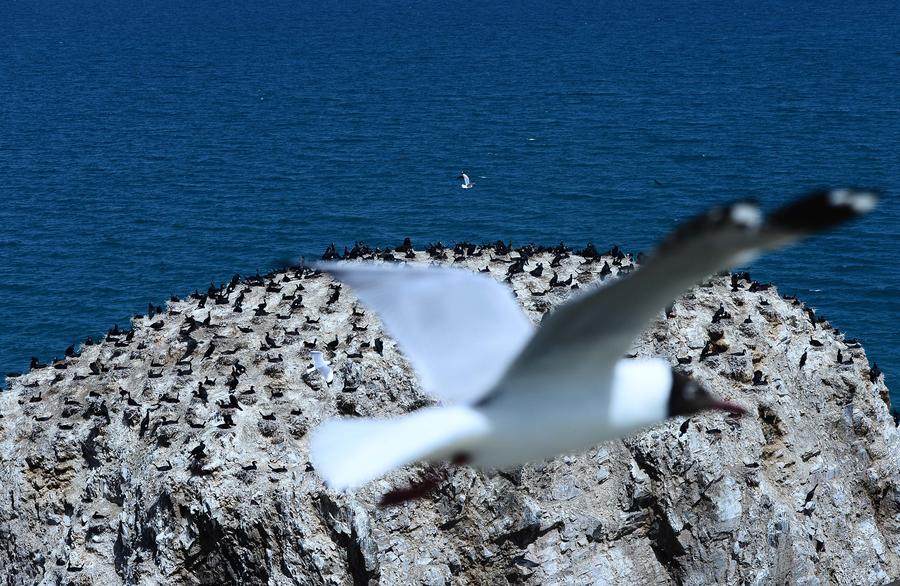 Qinghai Lake: Habitat for over 400,000 birds every year