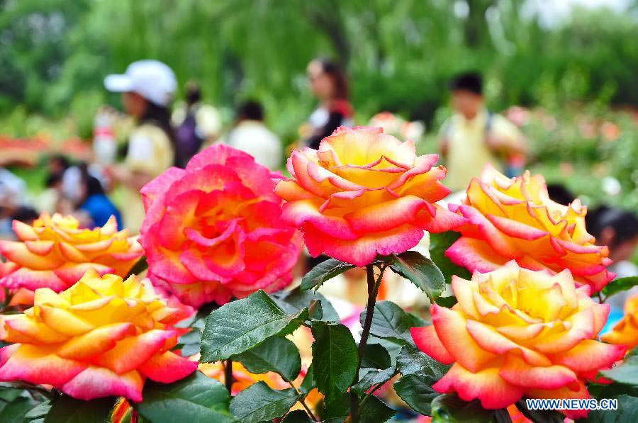 Tourists view Chinese roses in Beijing Botanical Garden