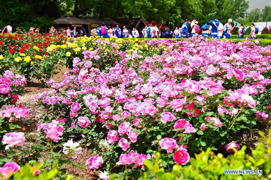 Tourists view Chinese roses in Beijing Botanical Garden