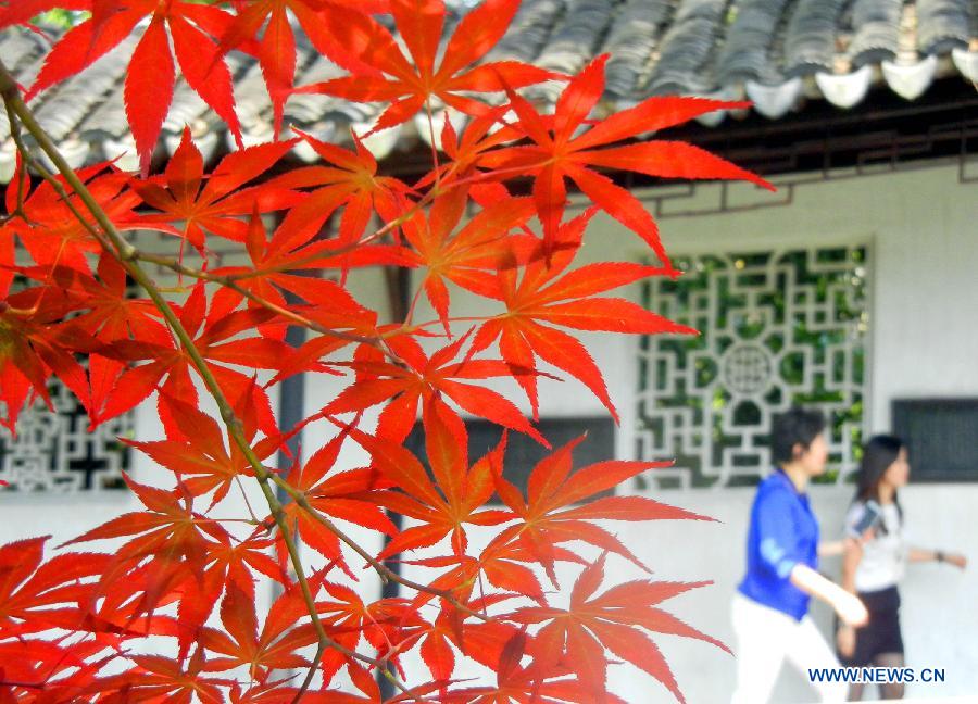 Japanese maple trees at the Humble Administrator’s Garden