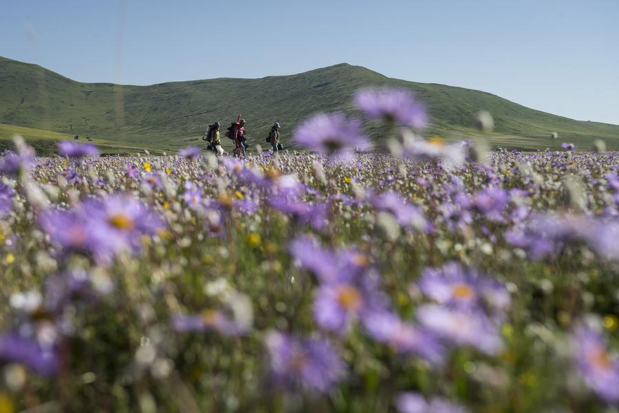 Scenery of Emutang Pasture in Sichuan