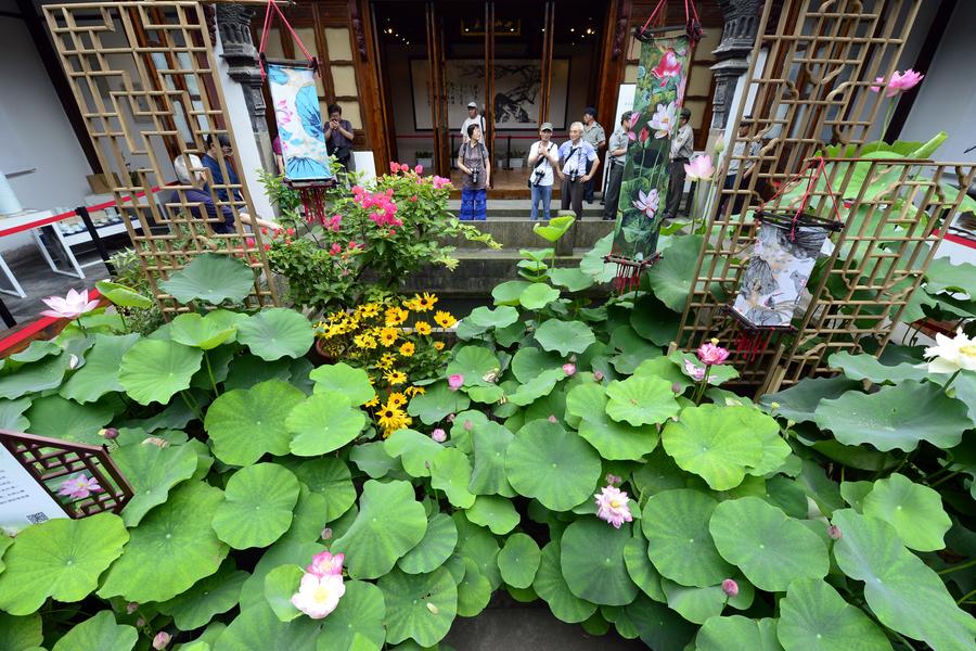 Lotus flowers blossom in West Lake