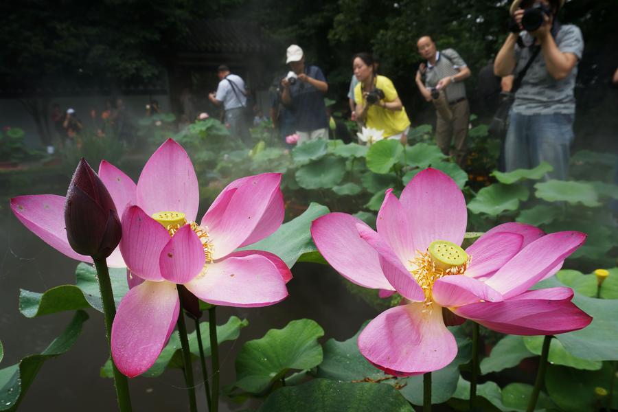 Lotus flowers blossom in West Lake