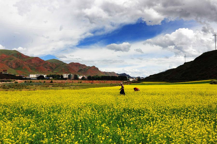Cole flowers bloom in Bolo, China's Tibet