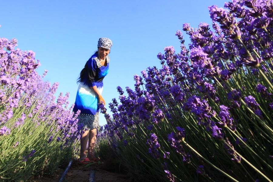 China's lavender town: Xinjiang Ili River Valley