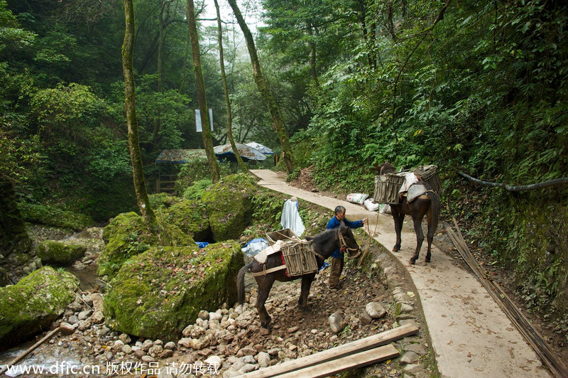 Picturesque Qingcheng Mountain