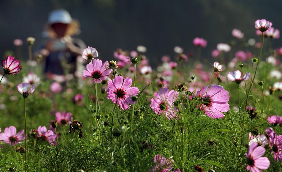 Gesang flowers in bloom in Liuba,Shaanxi province