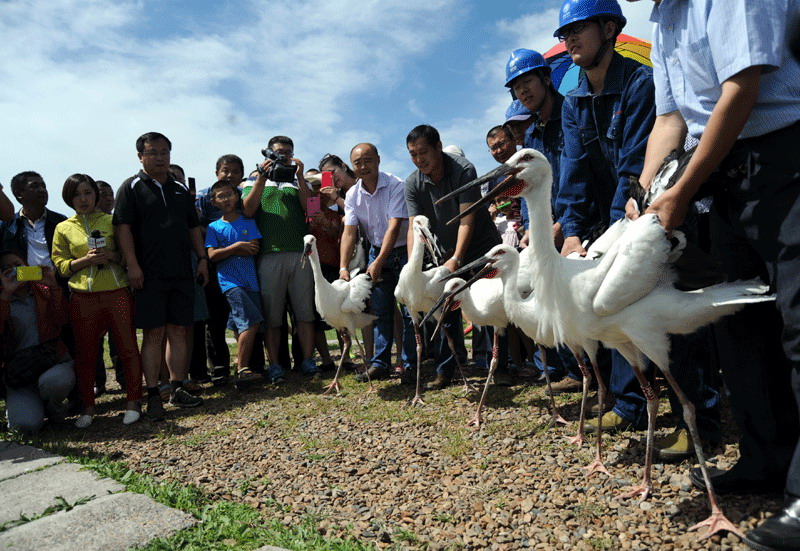 Five Oriental white storks released back into the wild in NE China