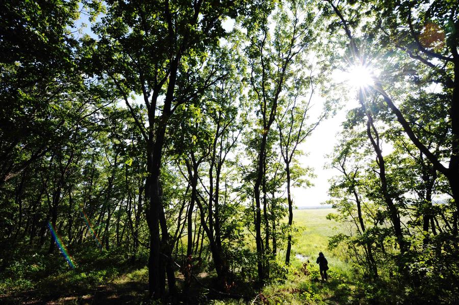 Charming wetland around Khanka Lake