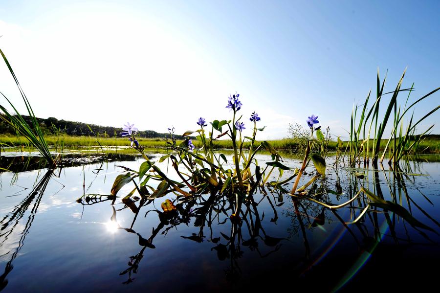 Charming wetland around Khanka Lake