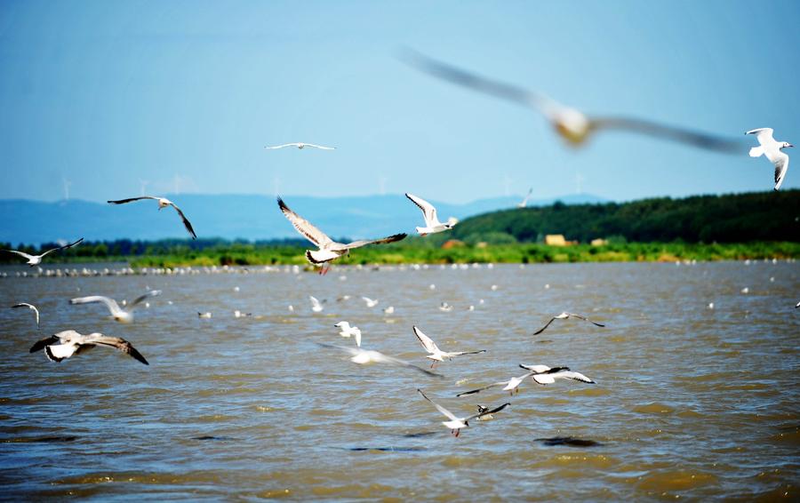 Charming wetland around Khanka Lake