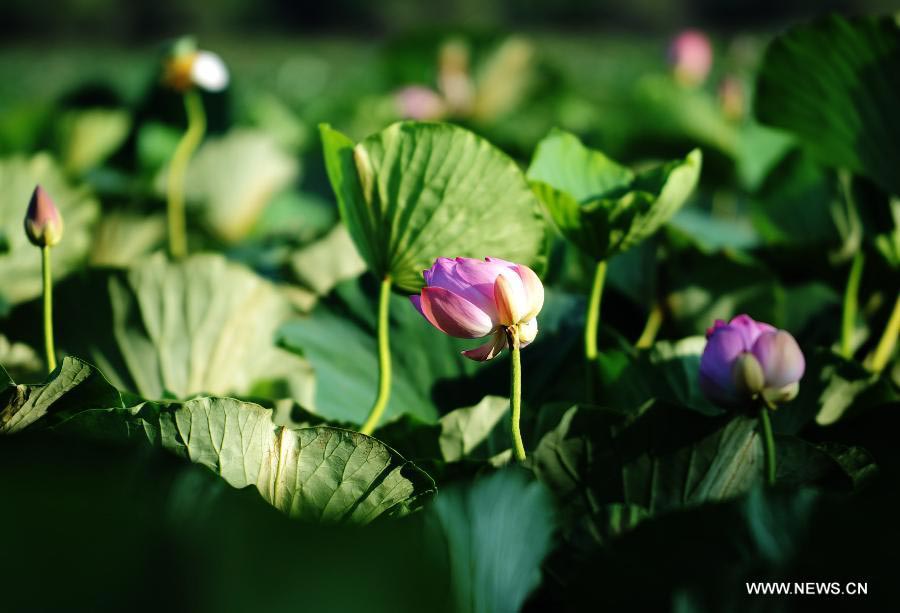 Wild lotus in NE China's Crescent Lake