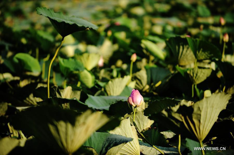 Wild lotus in NE China's Crescent Lake