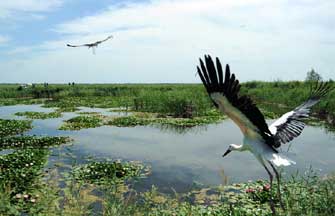 Tourists visit wetland of Honghe National Nature Reserve