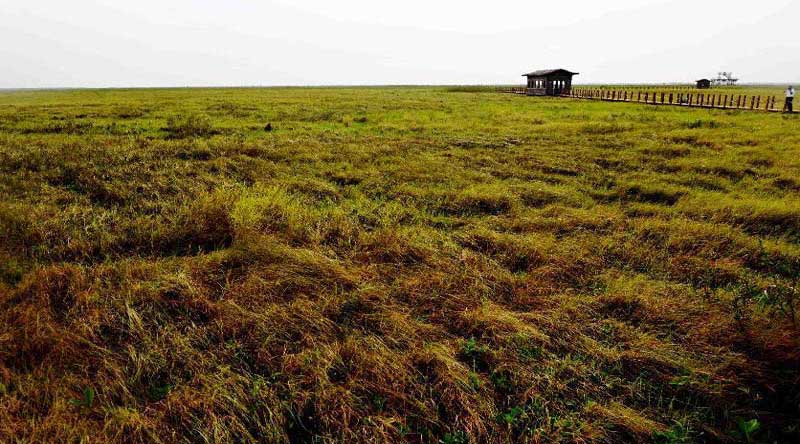 Tourists visit wetland of Honghe National Nature Reserve