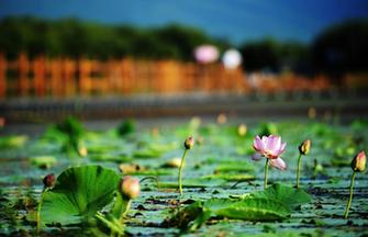 Top wetlands in China-beauty of diversity