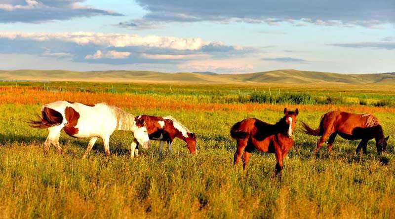 Scenery of Inner Mongolia's Hulun Buir