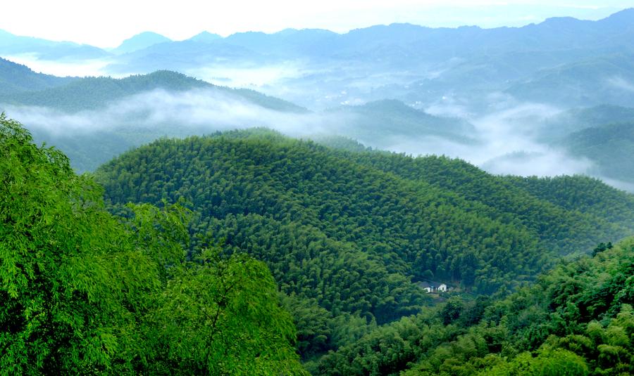Scenery of Huoshan bamboo forests in Anhui
