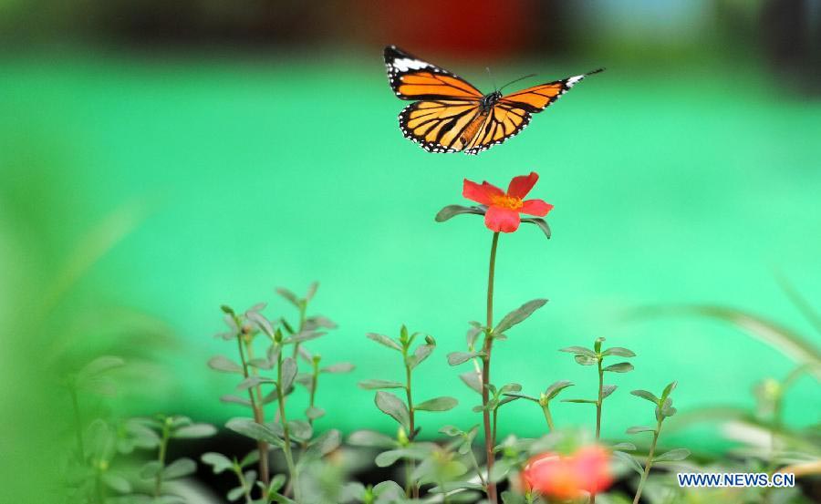 Butterfly carnival held in E China's Anhui