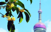 Ancient Jiading drives into the future