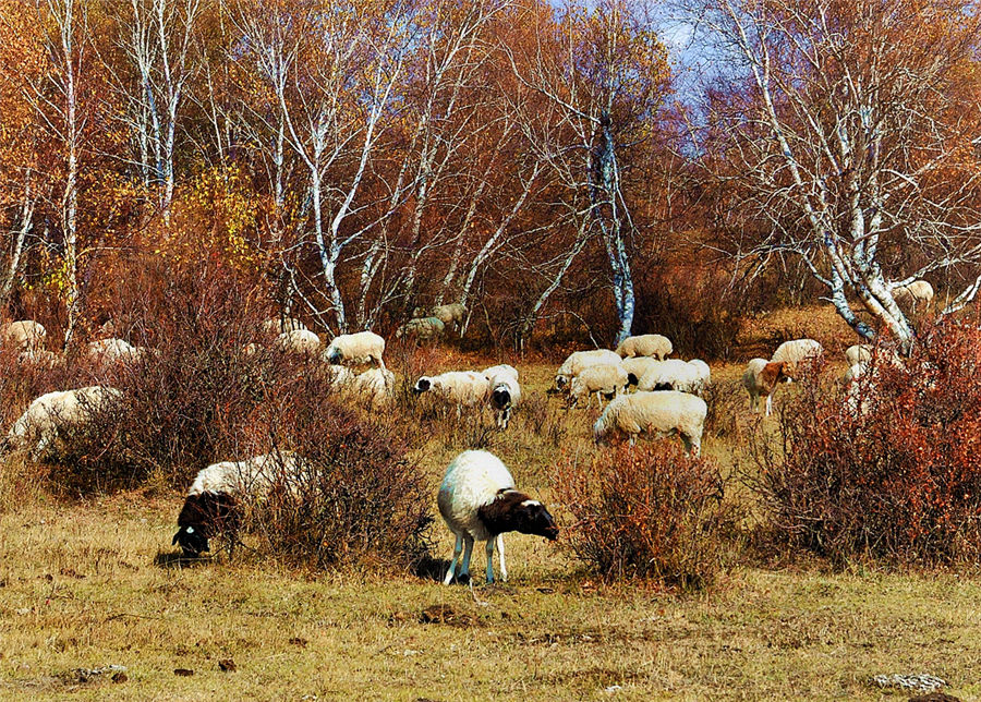 Autumn scenery of Xilinguole Grassland in Inner Mongolia