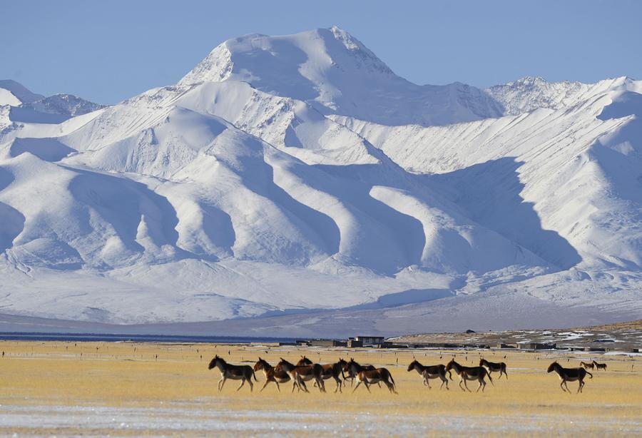 Ali in Tibet: Heaven for wild animals