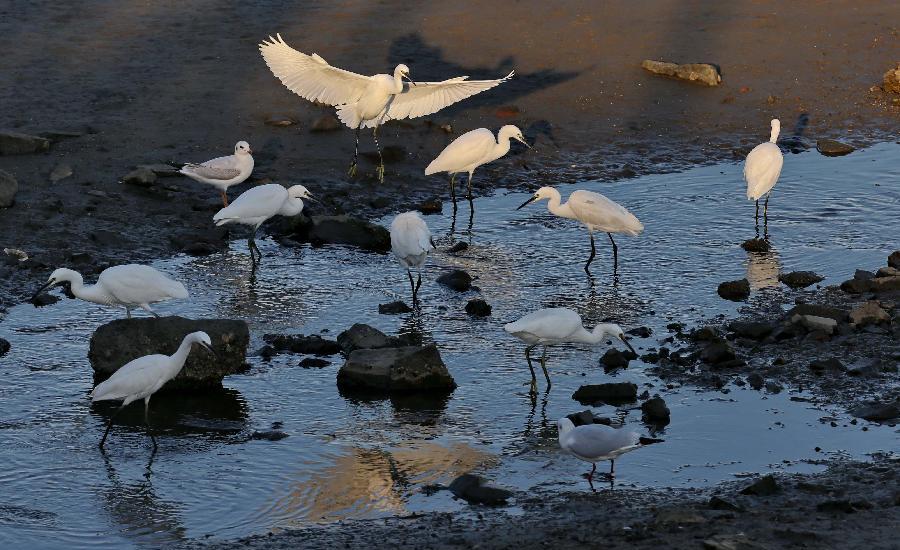 Let's go see birds in Geziwo Park, N China