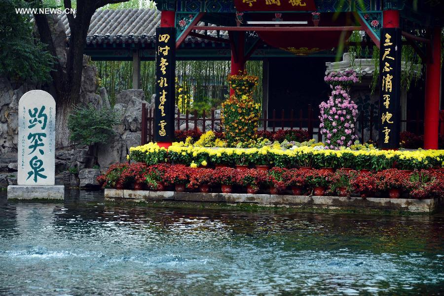 Colorful chrysanthemum at Baotu Spring Park in Jinan