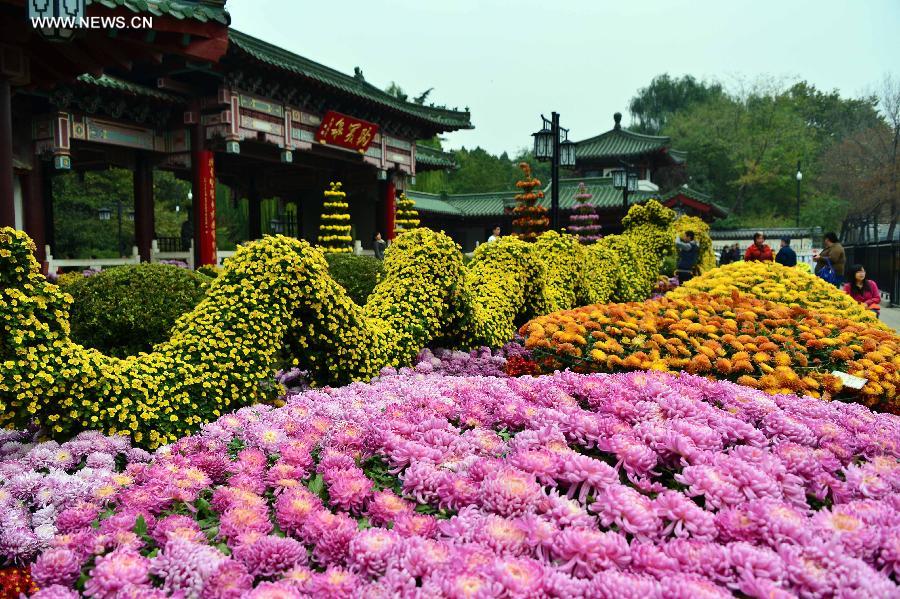 Colorful chrysanthemum at Baotu Spring Park in Jinan