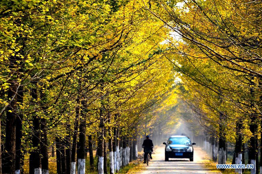 Picturisque scenery of ginkgo trees in E China