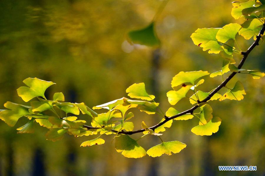 Picturisque scenery of ginkgo trees in E China