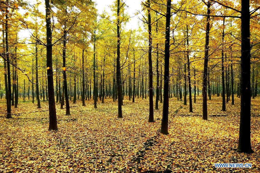 Picturisque scenery of ginkgo trees in E China