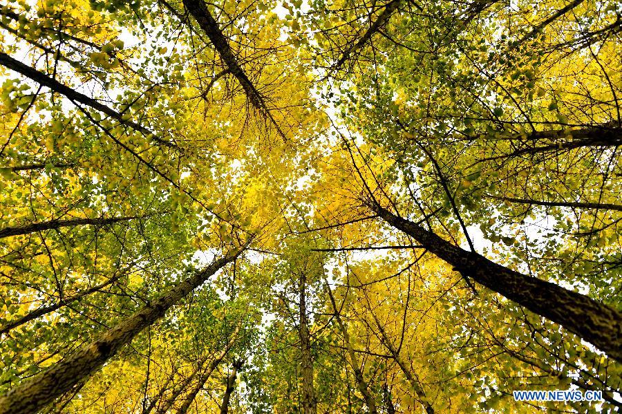 Picturisque scenery of ginkgo trees in E China