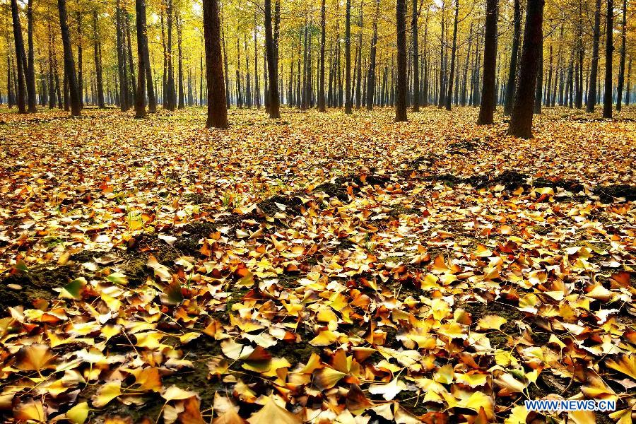 Picturisque scenery of ginkgo trees in E China