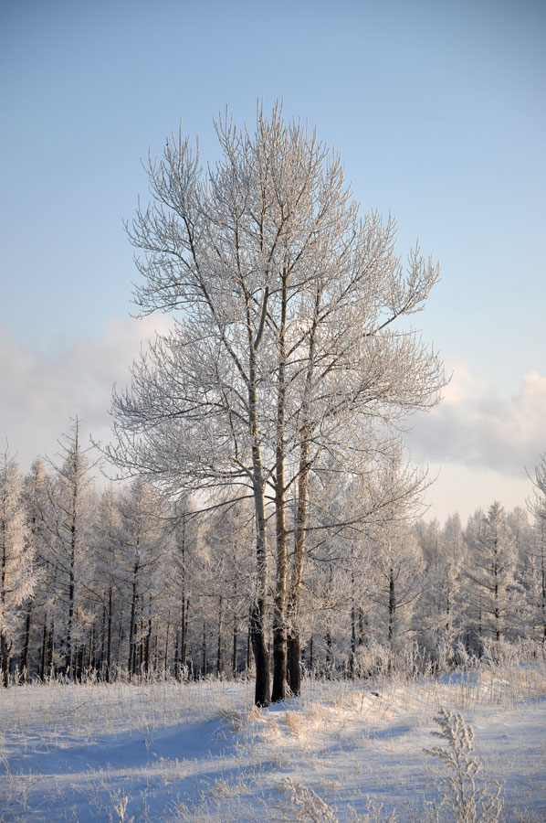 Rime scenery in Hulun Buir Prairie