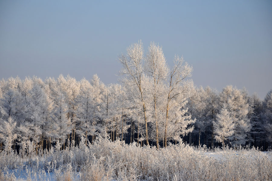 Rime scenery in Hulun Buir Prairie