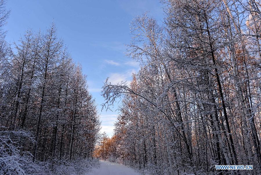 Winter scenery of Moridaga Forest Park