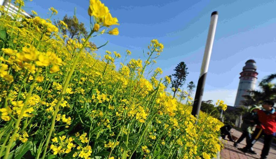 Canola flowers blossom in Xiamen