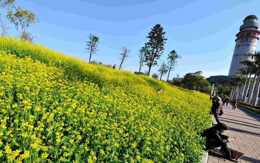 Canola flowers blossom in Xiamen