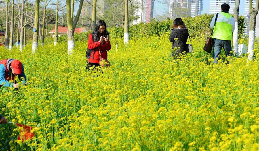 Canola flowers blossom in Xiamen