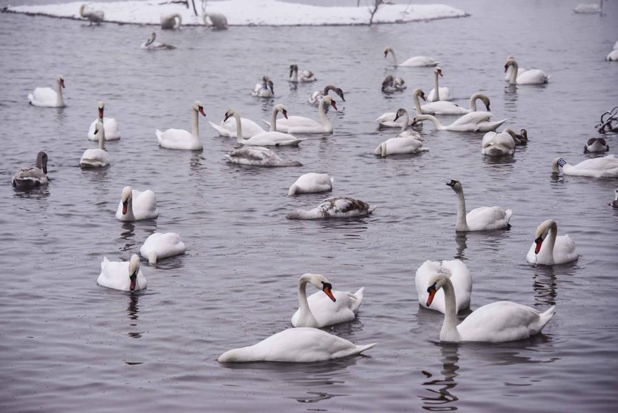 Ili river valley becomes a popular destination for swans