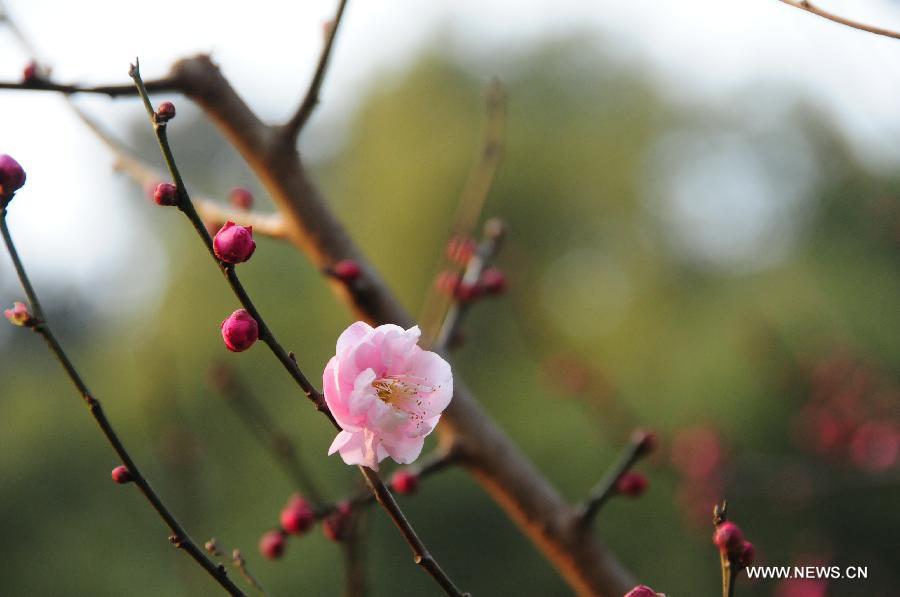 Plum blossom seen in E China's Hangzhou