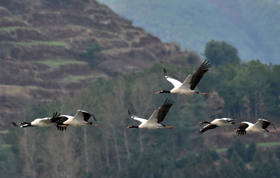 Migratory birds fly over Yunnan's National Nature Reserve