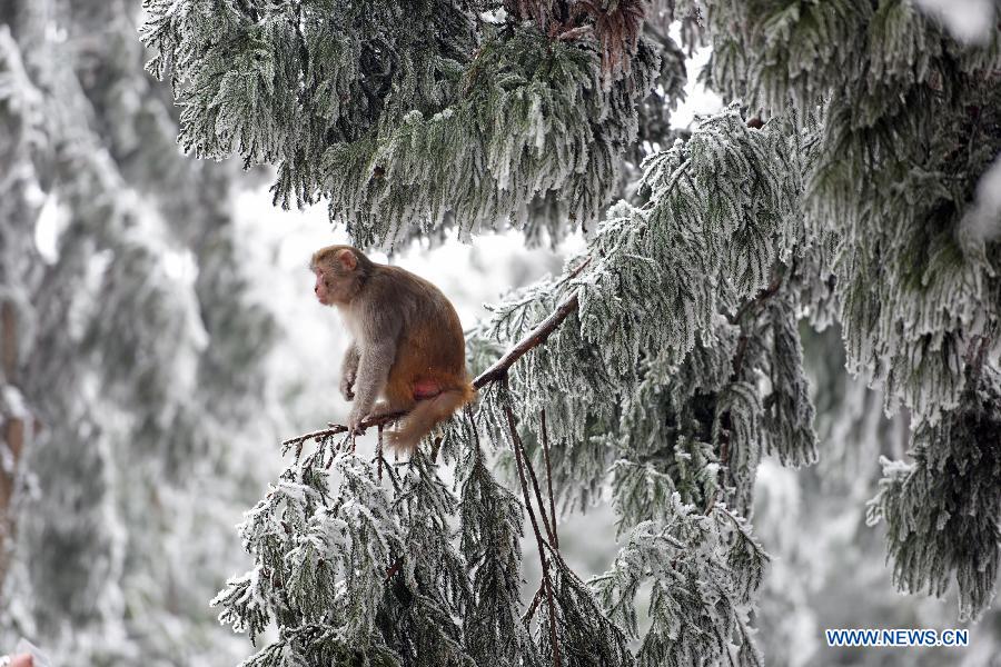 Amazing snow scenery of Zhangjiajie scenic spot in C China