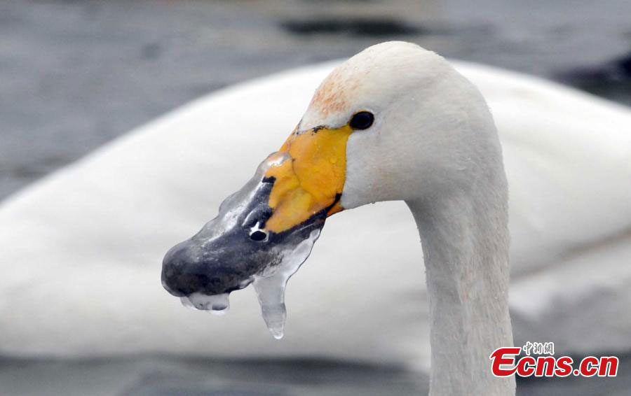 Oops, the frozen mouth