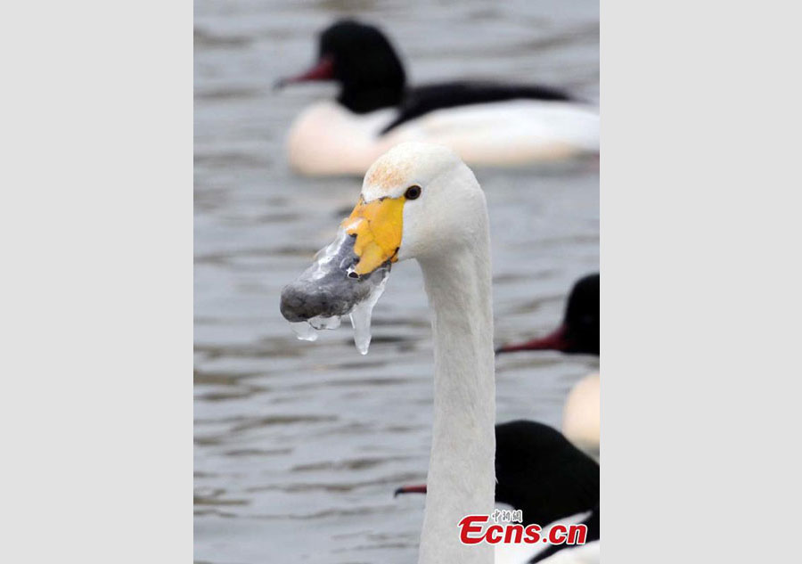 Oops, the frozen mouth