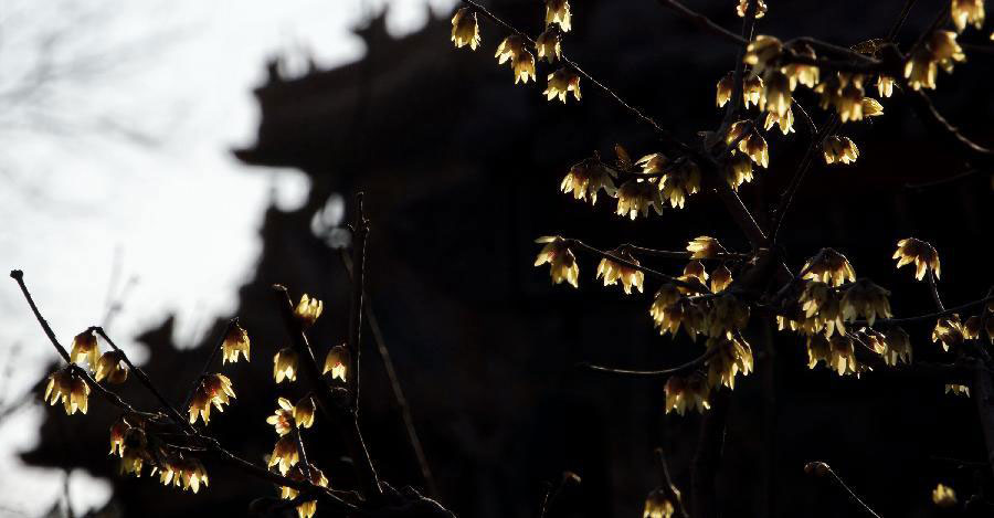 Wintersweets blossom in Beijing Botanical Garden