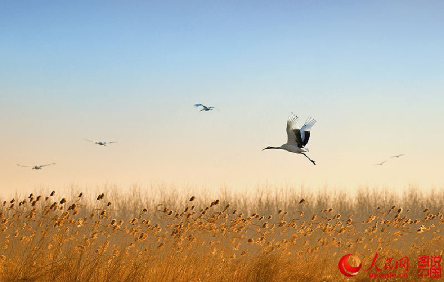 Come and watch red-crowned cranes in E China