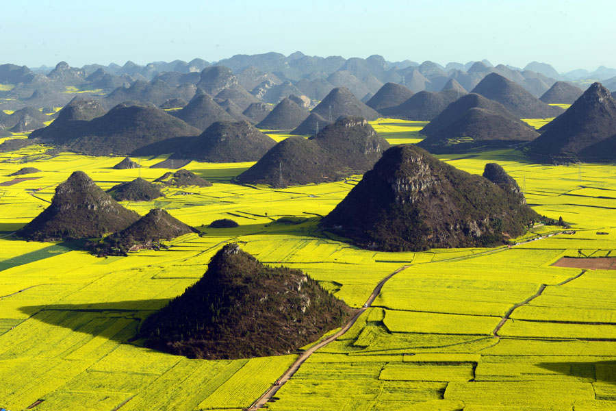 Ocean Of Golden Canola Flowers In Luoping Yunnan 1 Chinadaily cn
